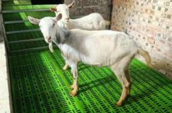 赤峰養(yǎng)羊場電話號碼多少號