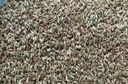 赤峰種子批發(fā)市場(chǎng)電話號(hào)碼