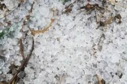 赤峰登月葵花油廠家電話號(hào)碼