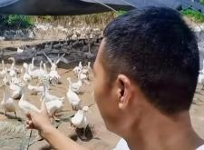 赤峰養(yǎng)鵝孵化場(chǎng)電話地址查詢