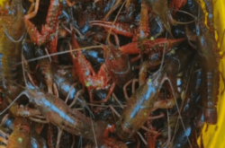 赤峰小龍蝦哪家好吃