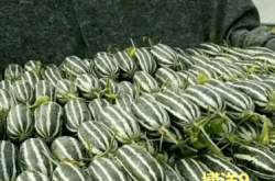 赤峰甜瓜代賣群電話號碼查詢