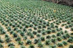 赤峰麥冬草廠家直銷電話號(hào)碼