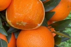 赤峰喀喇沁橙子基地電話號碼