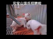 赤峰市養(yǎng)豬場招聘電話號碼