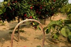 赤峰收購杏核電話號(hào)碼多少號(hào)