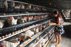 赤峰肉雞籠養(yǎng)殖基地電話號(hào)碼