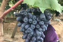 赤峰市葡萄苗售賣地址電話號碼