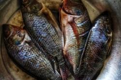 赤峰紅山區(qū)香煎魚店電話號(hào)碼