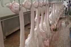 赤峰批發(fā)大鵝的電話號碼是多少