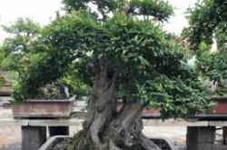 赤峰老樁盆景基地電話號碼