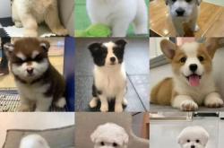 赤峰賣邊牧的電話是多少號