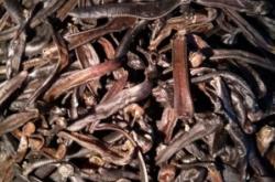 赤峰收野生水蛭電話號碼是多少