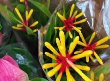 赤峰雨潤(rùn)花卉批發(fā)電話多少號(hào)