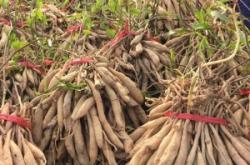 赤峰百部種苗基地地址電話號(hào)碼