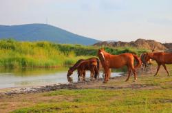 赤峰紅山區(qū)騎馬場電話地址是多少