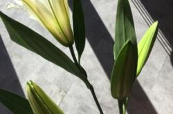 赤峰花田花藝店電話號(hào)碼查詢