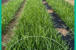 赤峰蛇鞭菊苗種植基地電話號碼