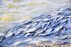 赤峰水馬救援隊(duì)電話地址查詢