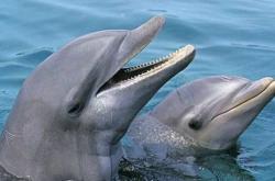 赤峰水母市場(chǎng)地址電話號(hào)碼查詢