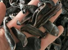 赤峰收野生水蛭電話多少號(hào)