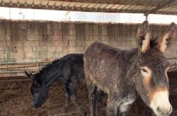 赤峰肉驢養(yǎng)驢場(chǎng)電話地址查詢