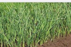 赤峰蒜苔基地電話號碼查詢