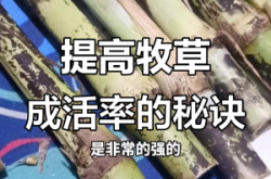 赤峰牧草種植公司電話多少號