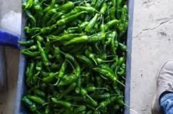 赤峰尖椒收購商電話號碼查詢