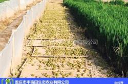 赤峰大頭草龜養(yǎng)殖基地電話號(hào)碼