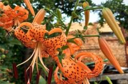 赤峰錦山燒雞店電話號(hào)碼多少