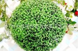 赤峰草球廠家電話號碼查詢