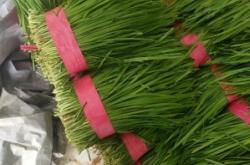 赤峰韭菜批發(fā)電話多少號碼