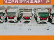 赤峰家育種豬集團(tuán)