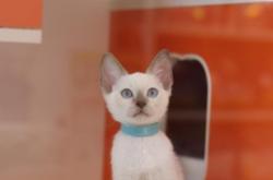 赤峰寵物店暹羅貓電話號碼