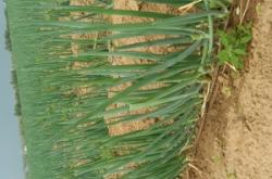 赤峰出售羊草電話號(hào)碼是多少號(hào)