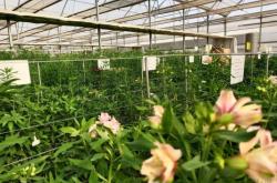 赤峰海盛鮮花店電話號碼多少