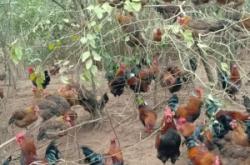 赤峰土雞養(yǎng)殖場聯(lián)系電話號碼