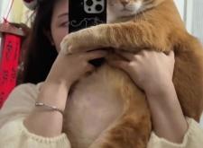 赤峰橘貓領(lǐng)養(yǎng)電話多少號啊