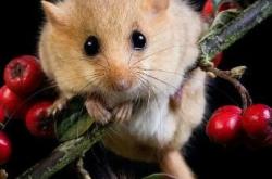 赤峰睡鼠店鋪地址電話號碼查詢