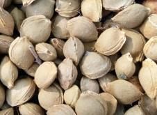 赤峰山杏核收購電話是多少號