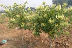 赤峰花楸苗廠家電話地址查詢