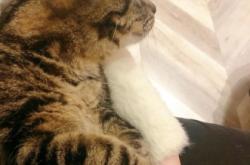 赤峰寵樂萌樂園電話多少號