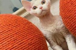 赤峰小馬哥貓舍地址電話號碼