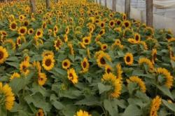 赤峰草花種子公司電話號碼