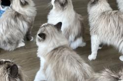 赤峰平莊貓舍電話多少號