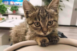 赤峰高價(jià)回收小貓電話是多少號(hào)