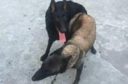 赤峰市黑狼犬基地地址電話號碼