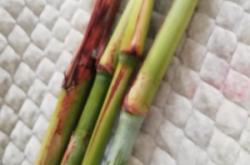 赤峰市高粱桿廠電話地址查詢