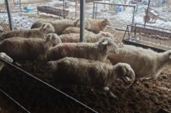 赤峰市錦山羊苗代收電話號(hào)碼